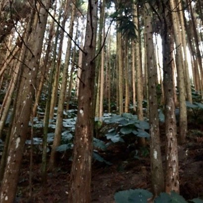 新竹尖石 臻美營地(狩獵帳)